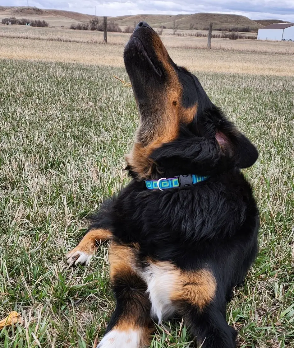 Beau sunbathing in his clean yard