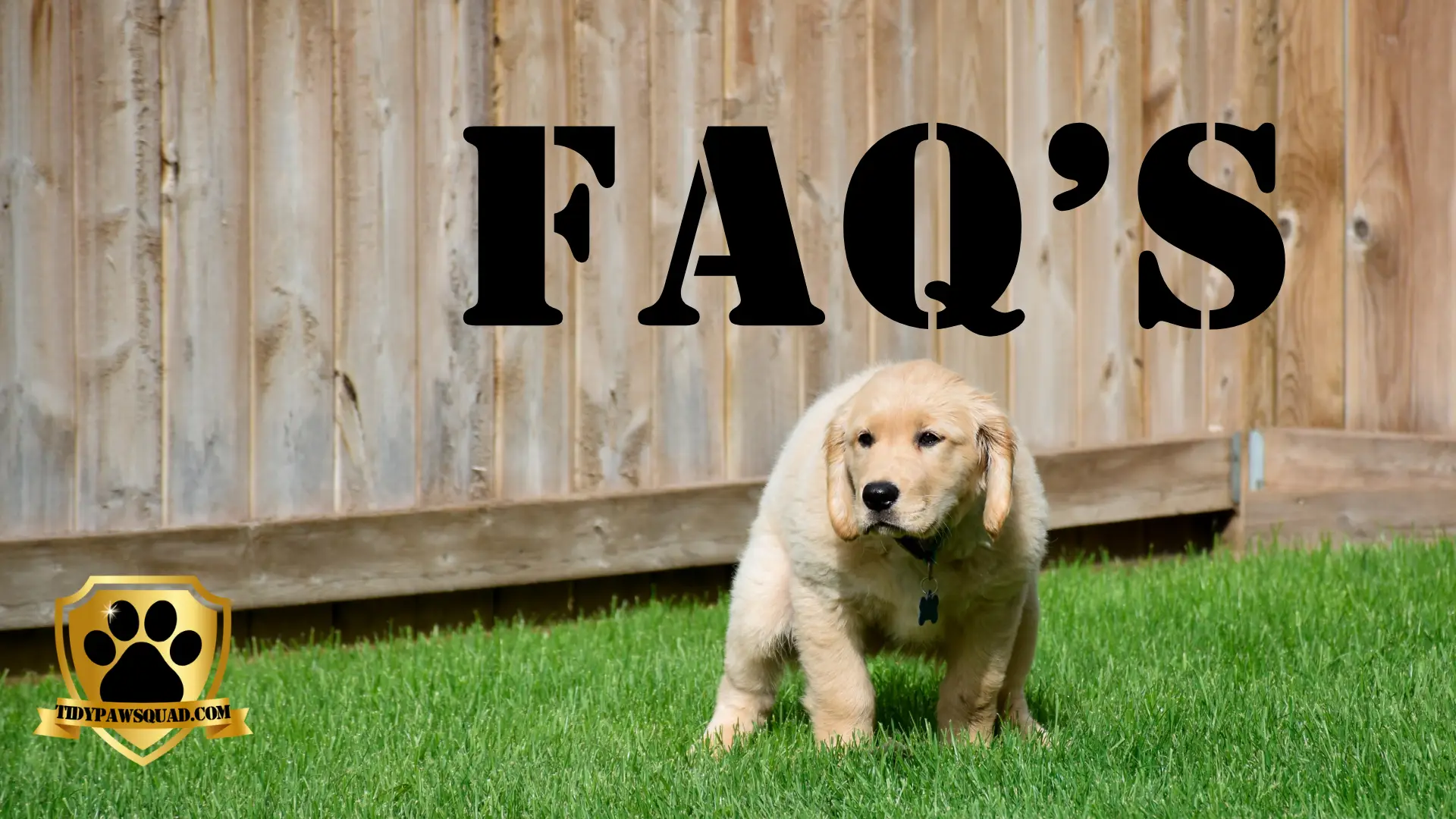 Tidy Paw Squad FAQ's