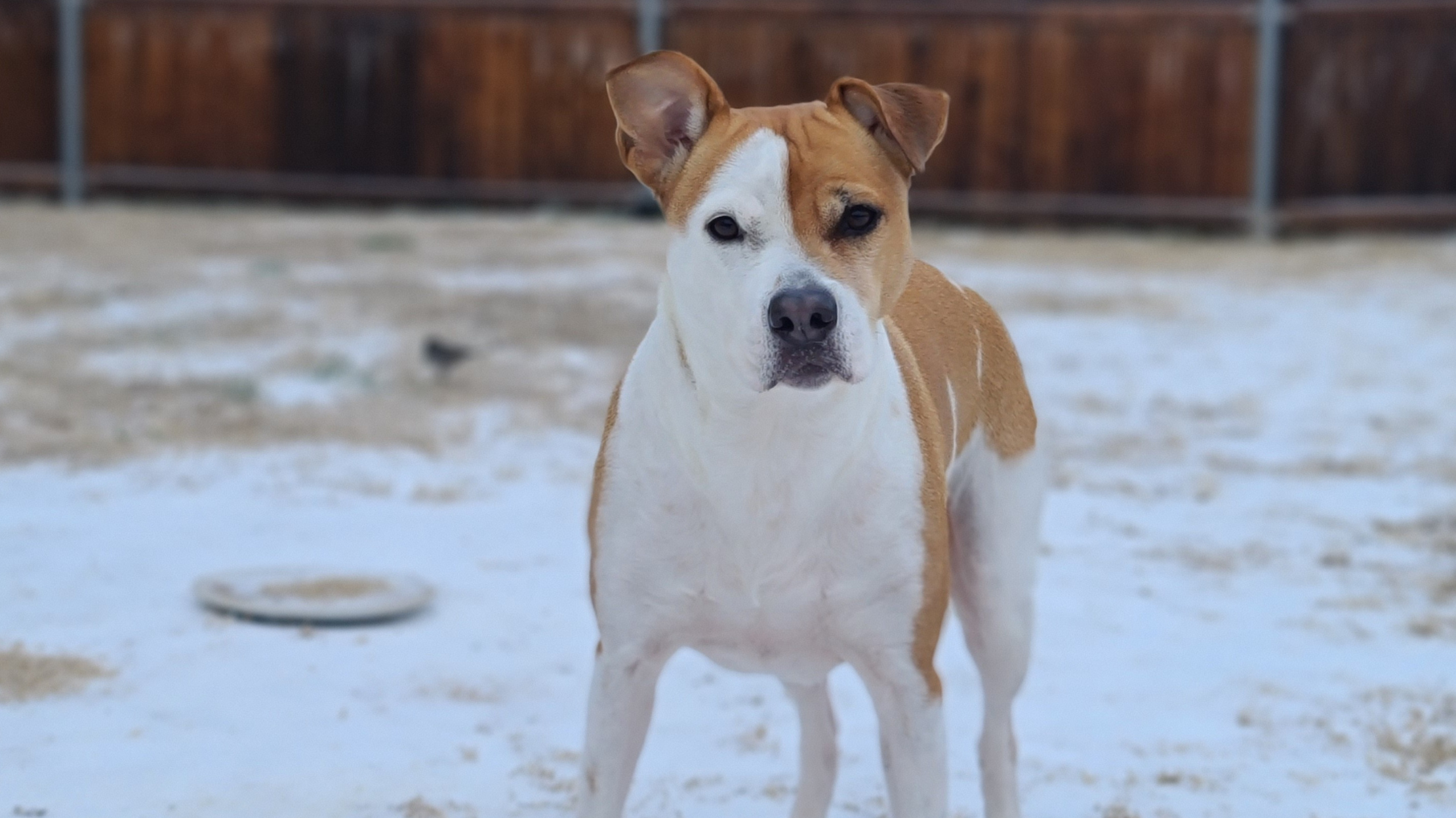 Dog in fenced yard for Tidy Paw Squad