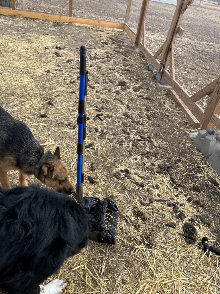 An uncleaned yard with scattered dog waste, showing the need for Tidy Paw Squad's cleaning services.